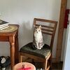 c_paws